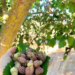 Palazzo Greco לינה וארוחת בוקר