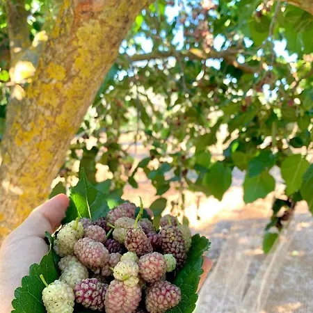 Palazzo Greco ベッド・アンド・ブレックファスト