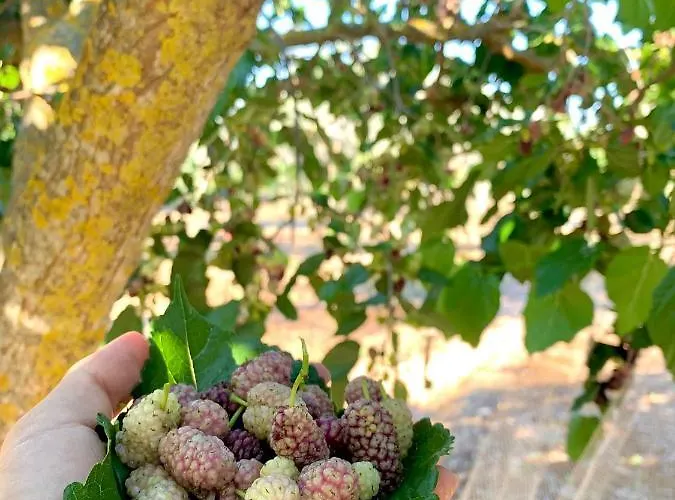 Palazzo Greco Alojamento de Acomodação e Pequeno-almoço
